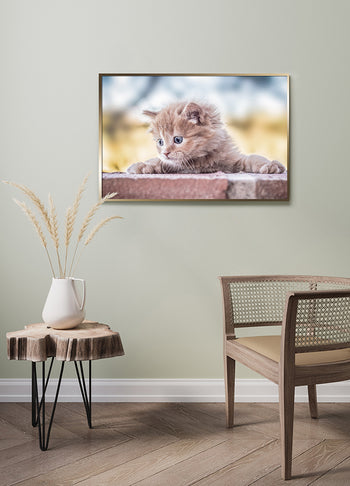 Poster - Baby Cat