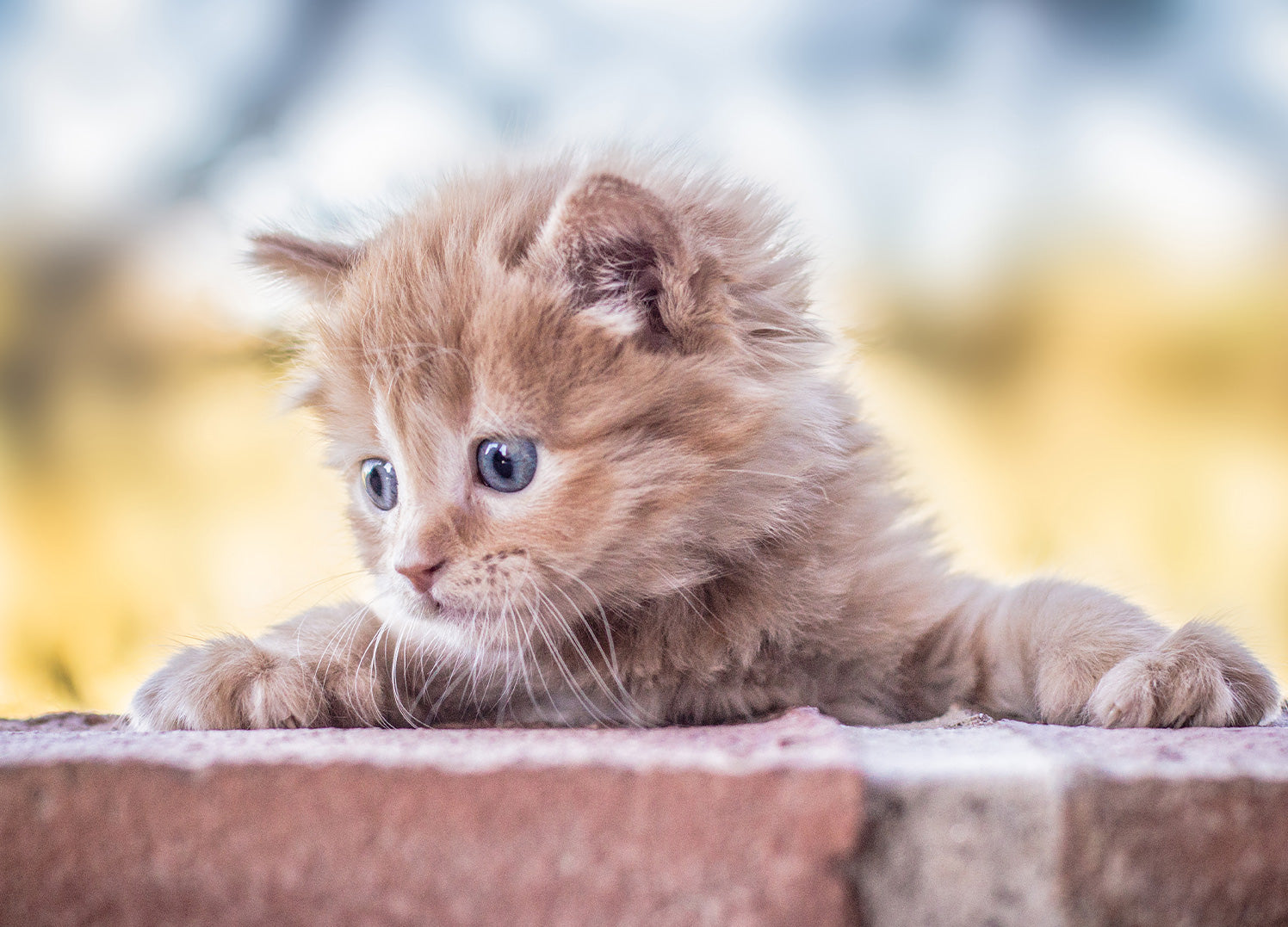 Canvastavla - Baby Cat