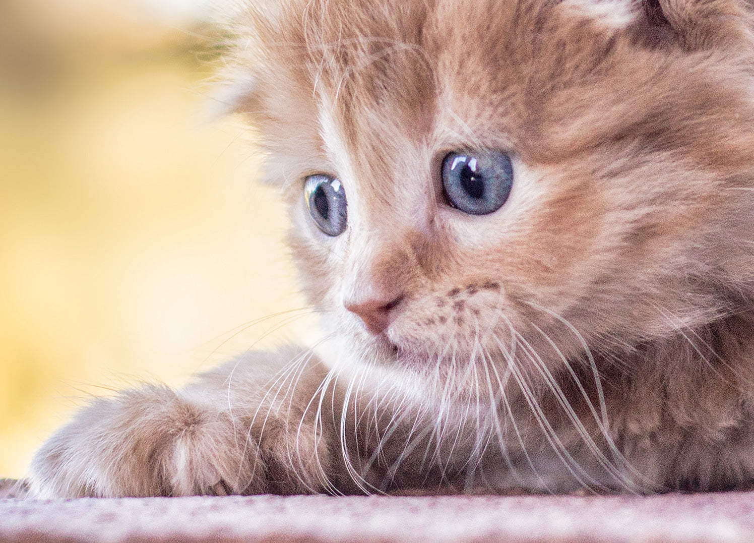 Canvastavla - Baby Cat