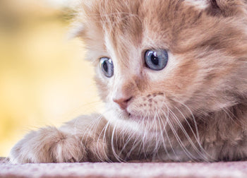 Canvastavla - Baby Cat