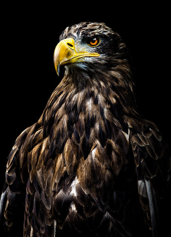 Canvastavla - Eagle