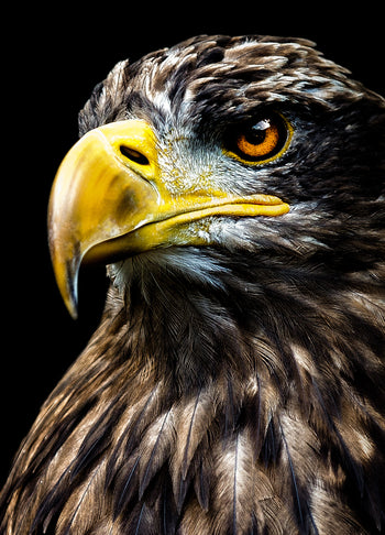 Canvastavla - Eagle