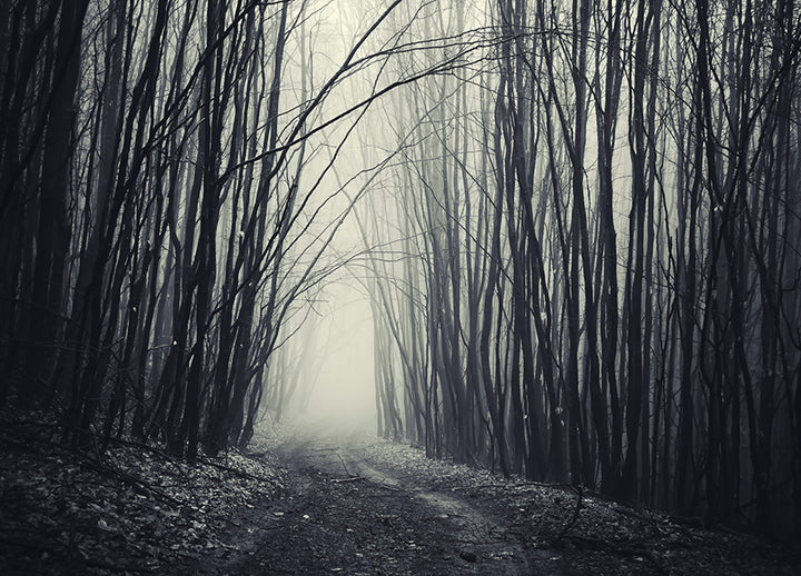 Poster - Forest