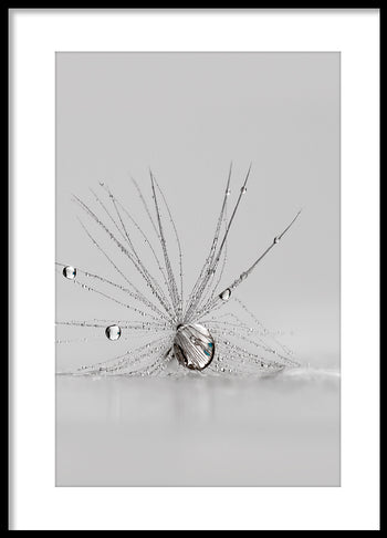 Poster - Spider