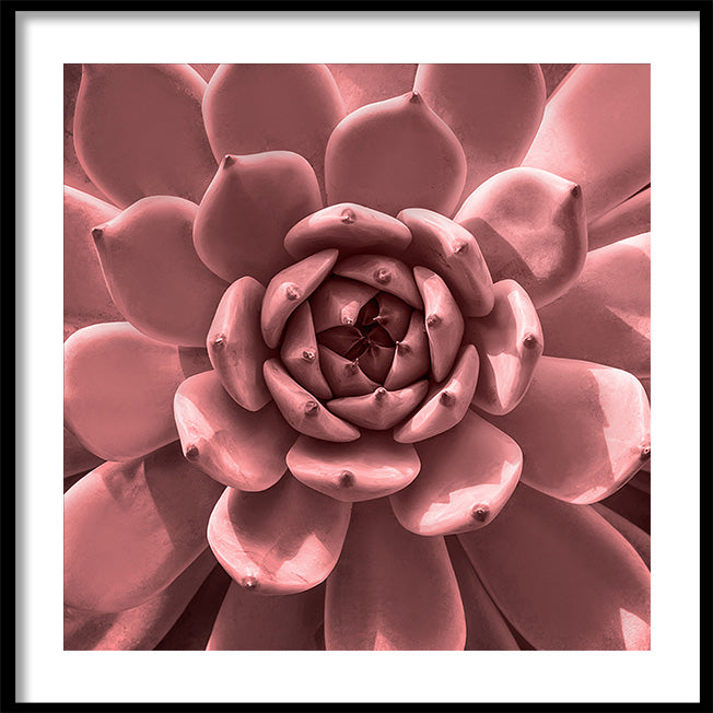 Poster - Aloe Pink