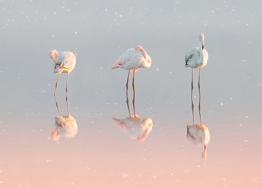 Canvastavla - Birds