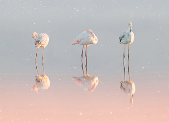 Canvastavla - Birds