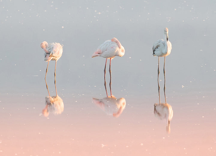 Canvastavla - Birds