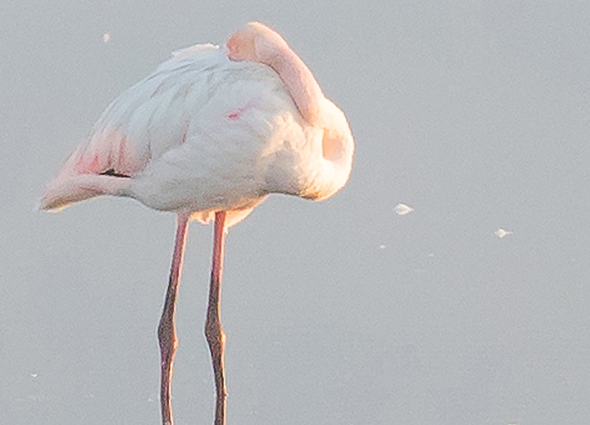 Canvastavla - Birds