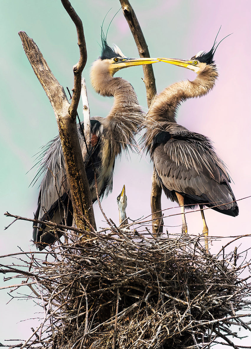 Canvastavla - Herons Den