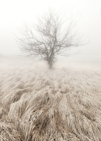 Canvastavla - Mysterious Tree
