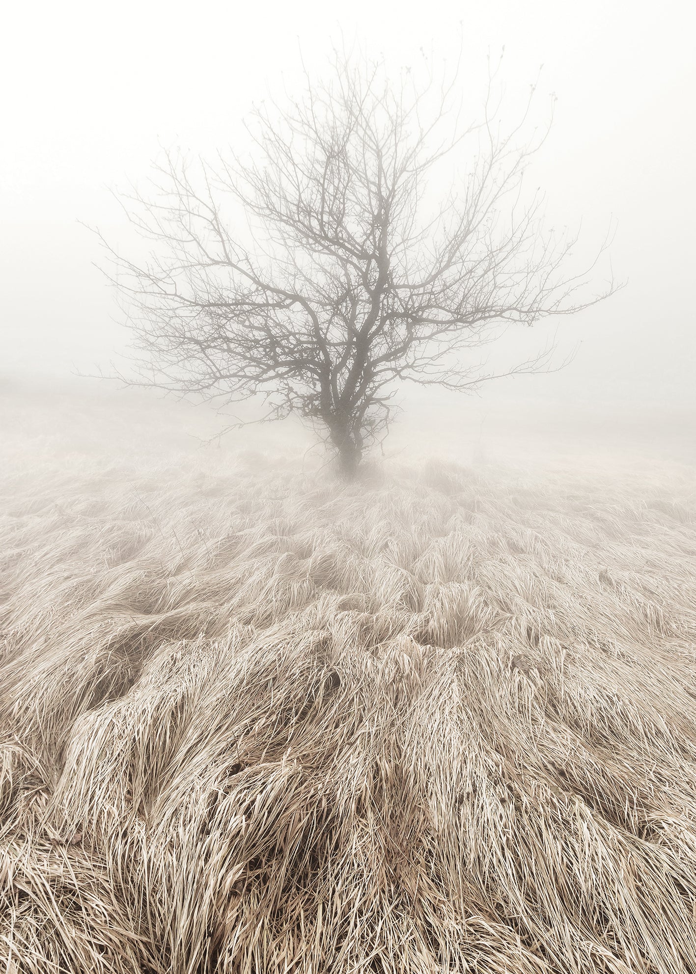 Canvastavla - Mysterious Tree