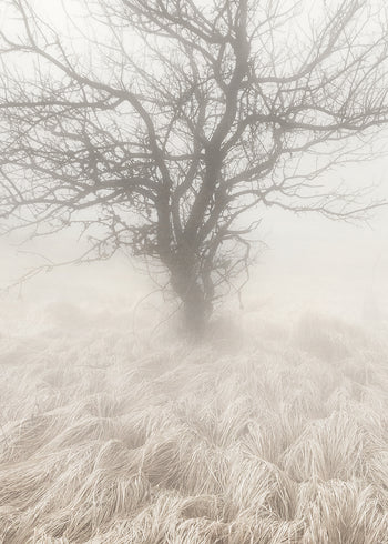 Canvastavla - Mysterious Tree