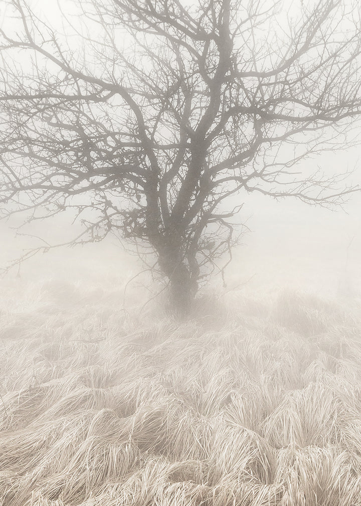 Canvastavla - Mysterious Tree