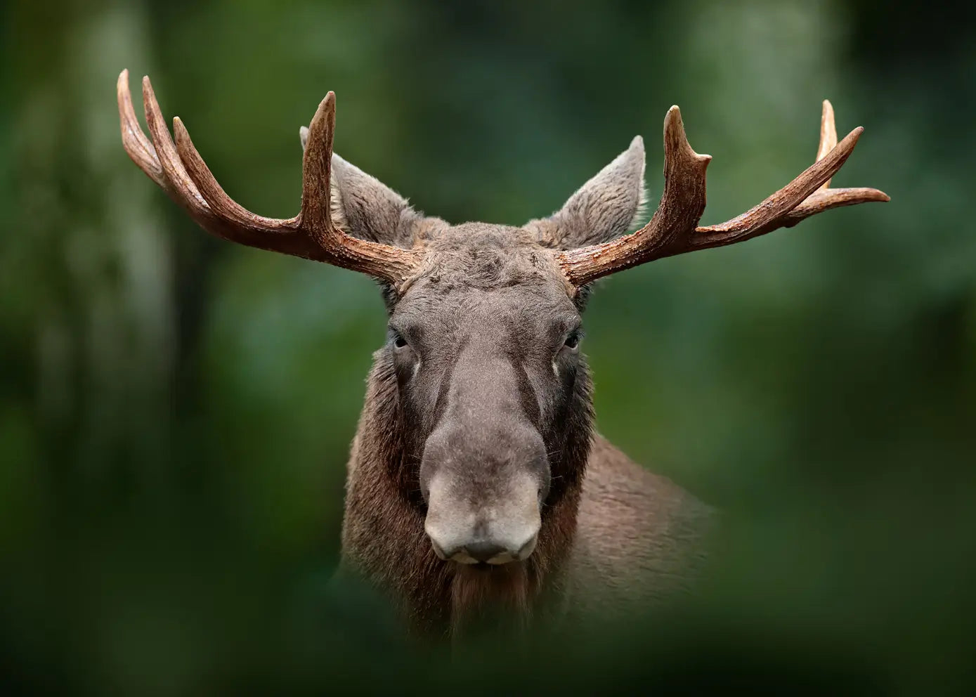 Canvastavla - Moose in the Forest