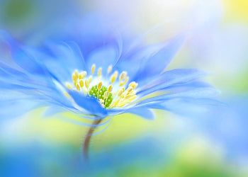Tavla - Indigo flower