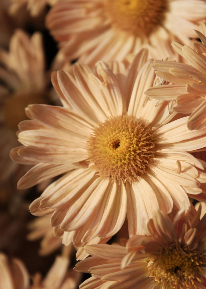 Canvastavla - Morifolium