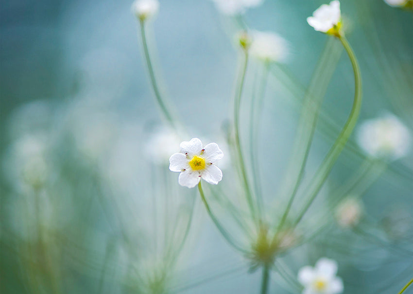 Tavla - Oxeye