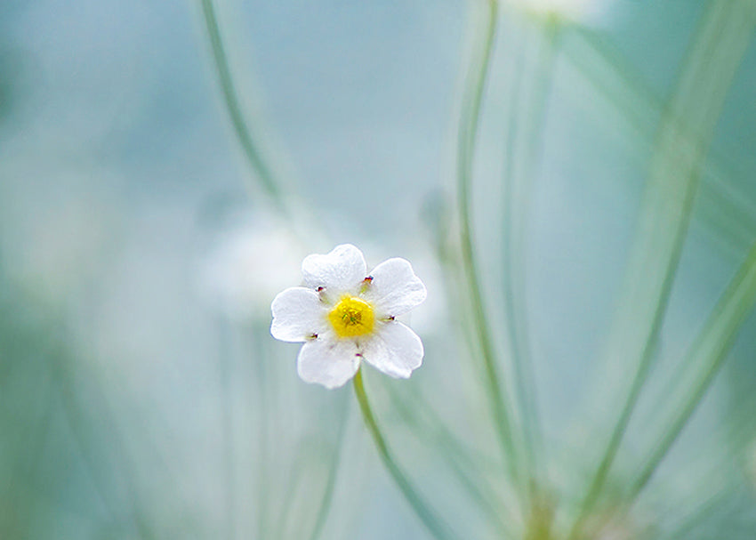 Tavla - Oxeye