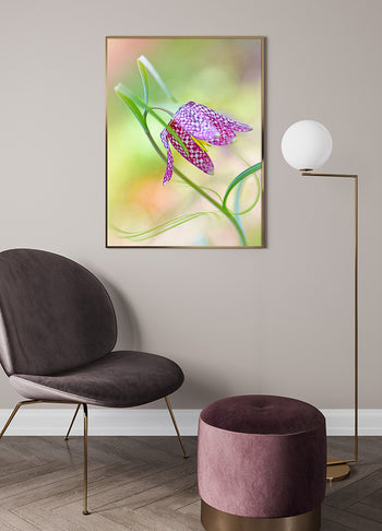 Poster - Colored tulip
