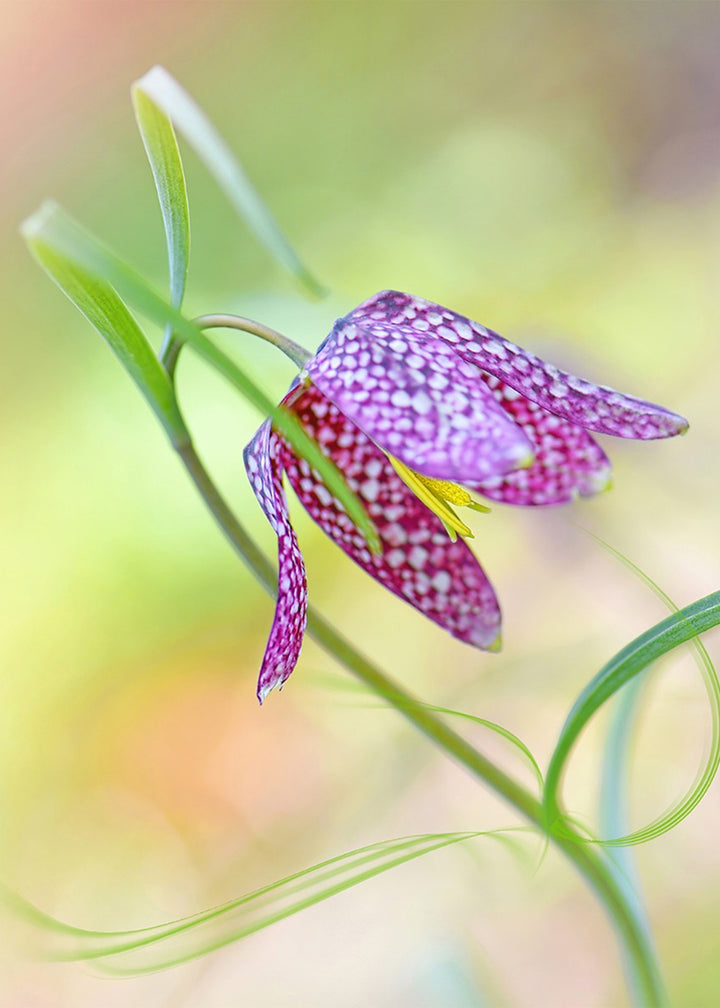 Tavla - Colored tulip