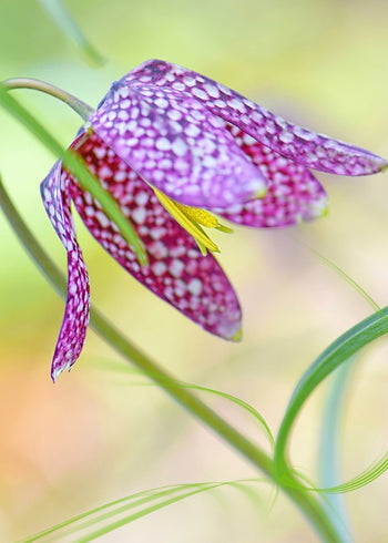 Tavla - Colored tulip
