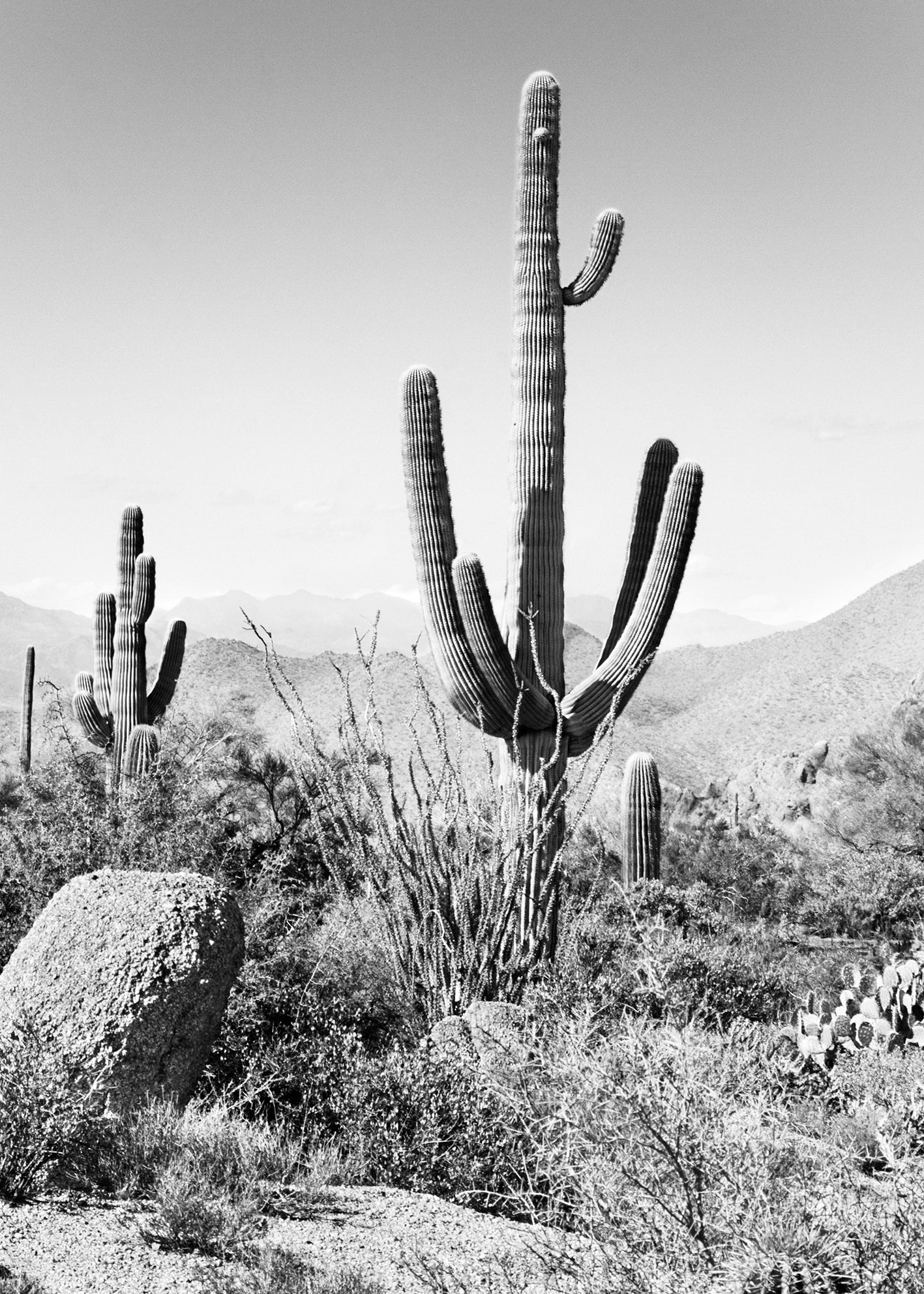 Canvastavla - Saguaro