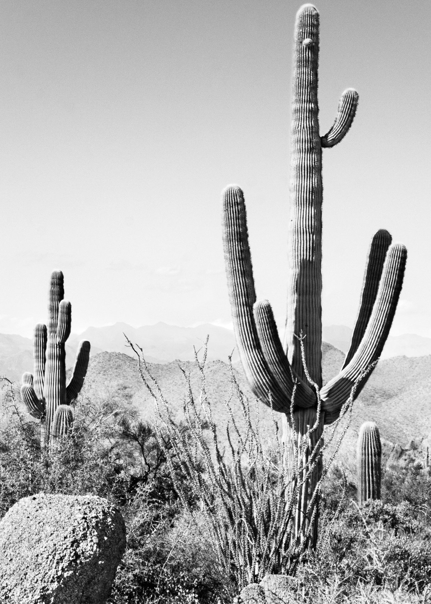 Canvastavla - Saguaro