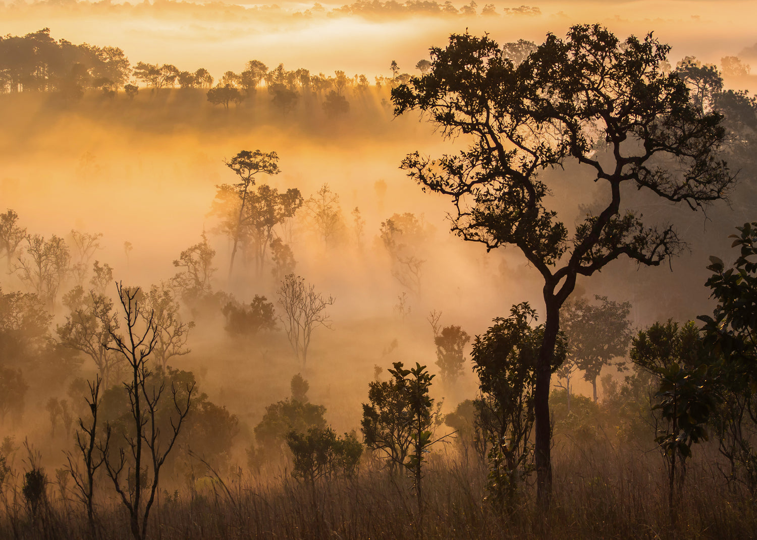 Canvastavla - Forest Sun