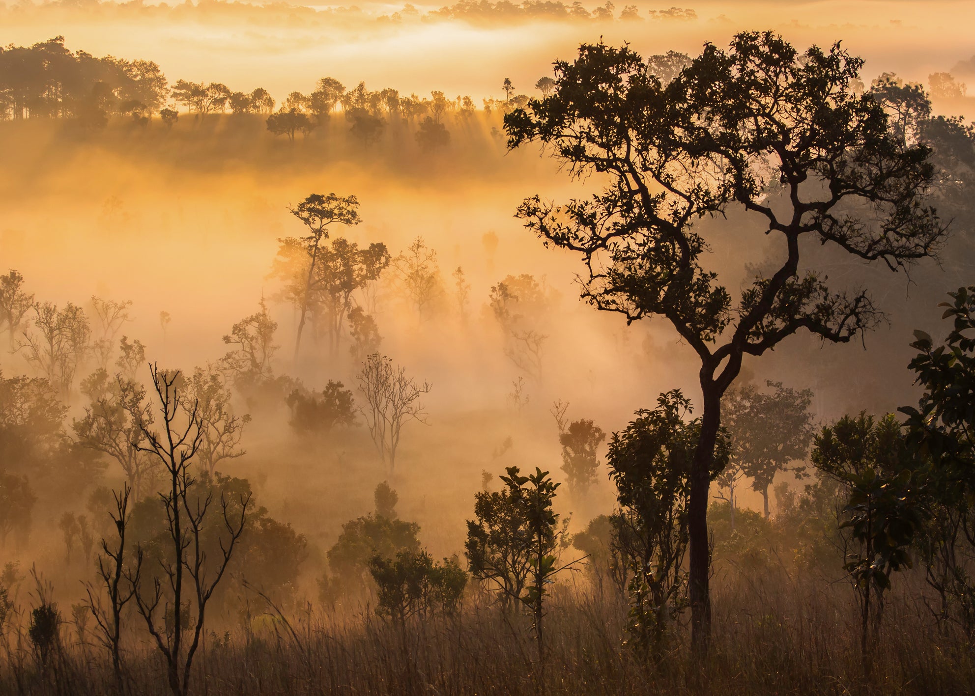 Canvastavla - Forest Sun