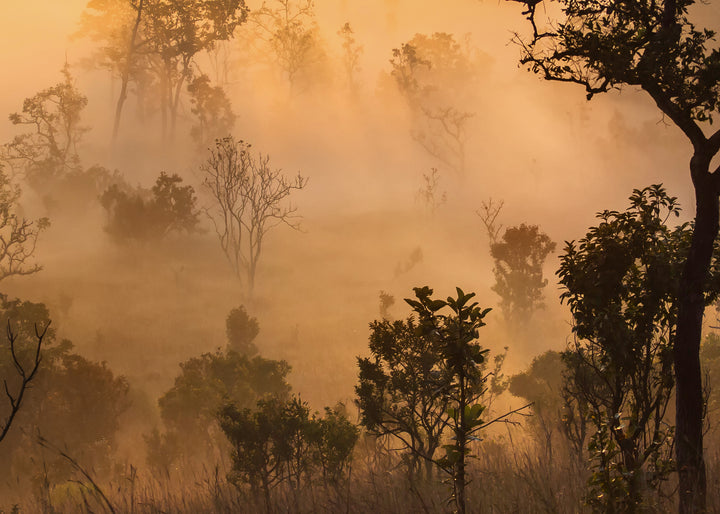 Canvastavla - Forest Sun