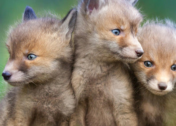 Canvastavla - Wolfs of Sweden