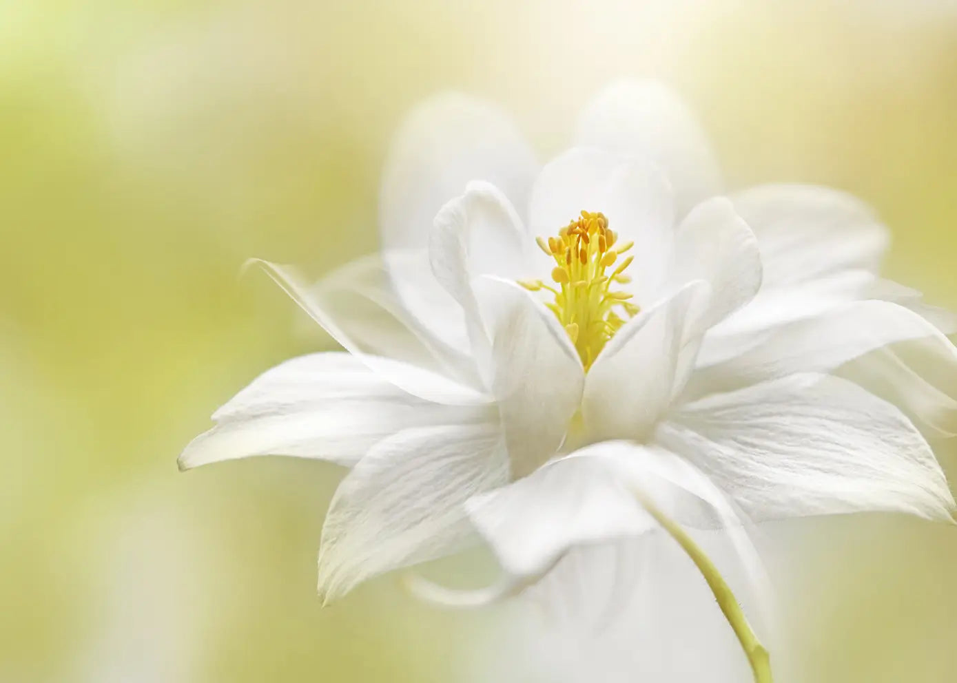Canvastavla - White Blossom