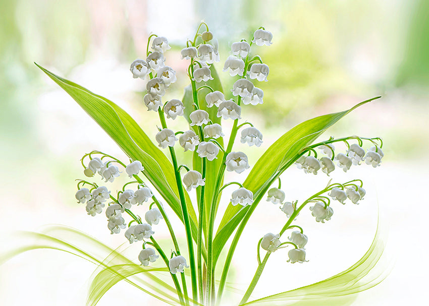 Tavla - Lily of the valley