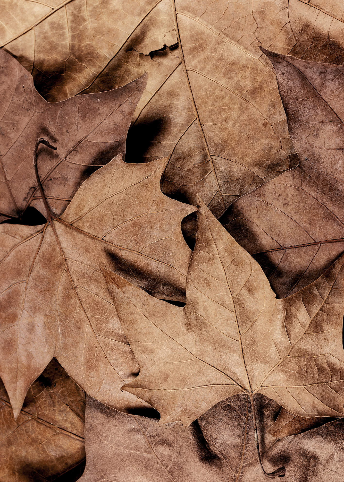 Canvastavla - Dry Leaves