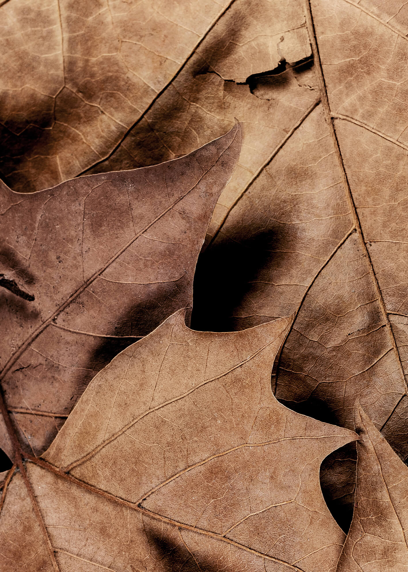 Canvastavla - Dry Leaves