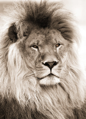 Canvastavla - Lion King