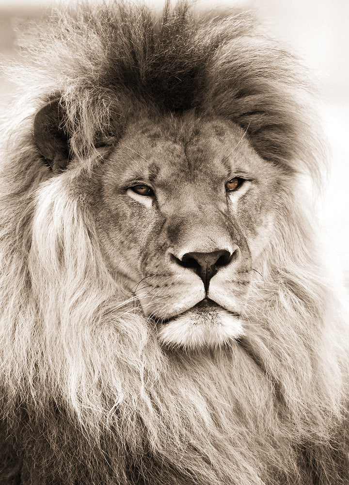 Canvastavla - Lion King