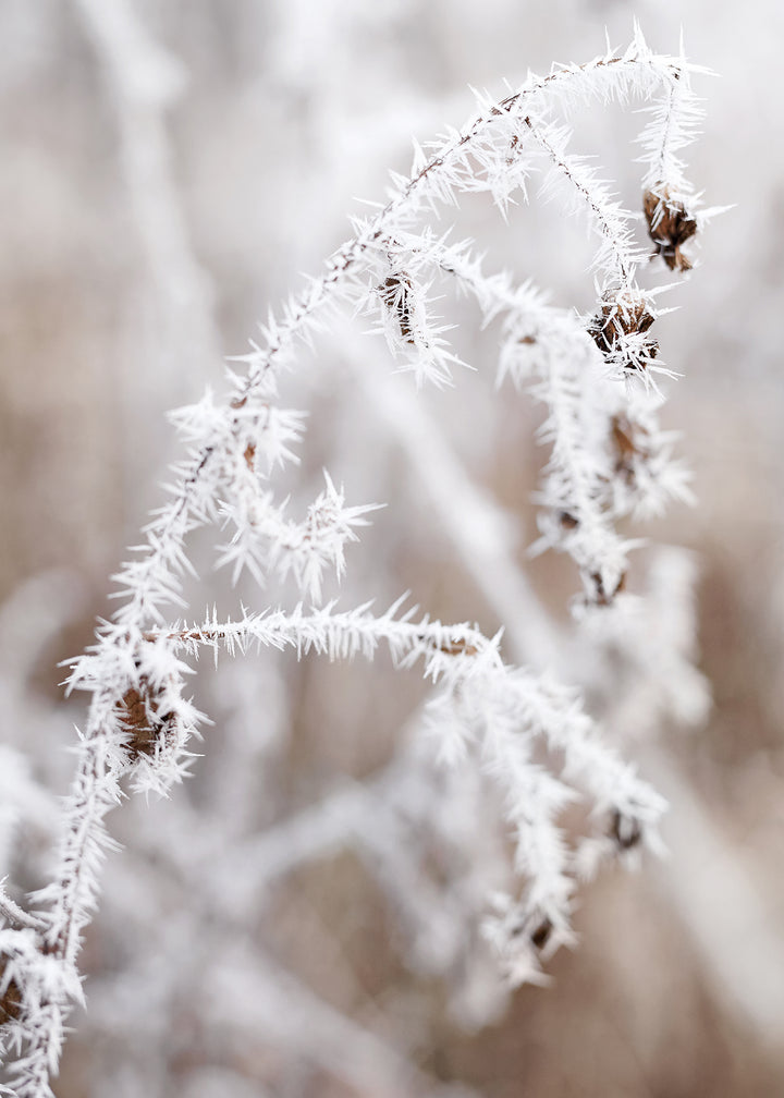 Canvastavla - Frosty Thistles