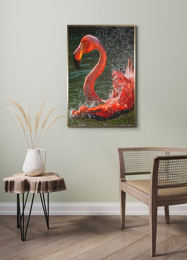 Poster - Splash