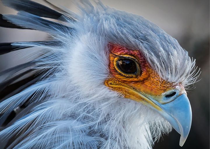 Plakat - Beak
