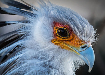 Canvastavla - Beak