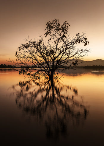Canvastavla - Tree Reflection