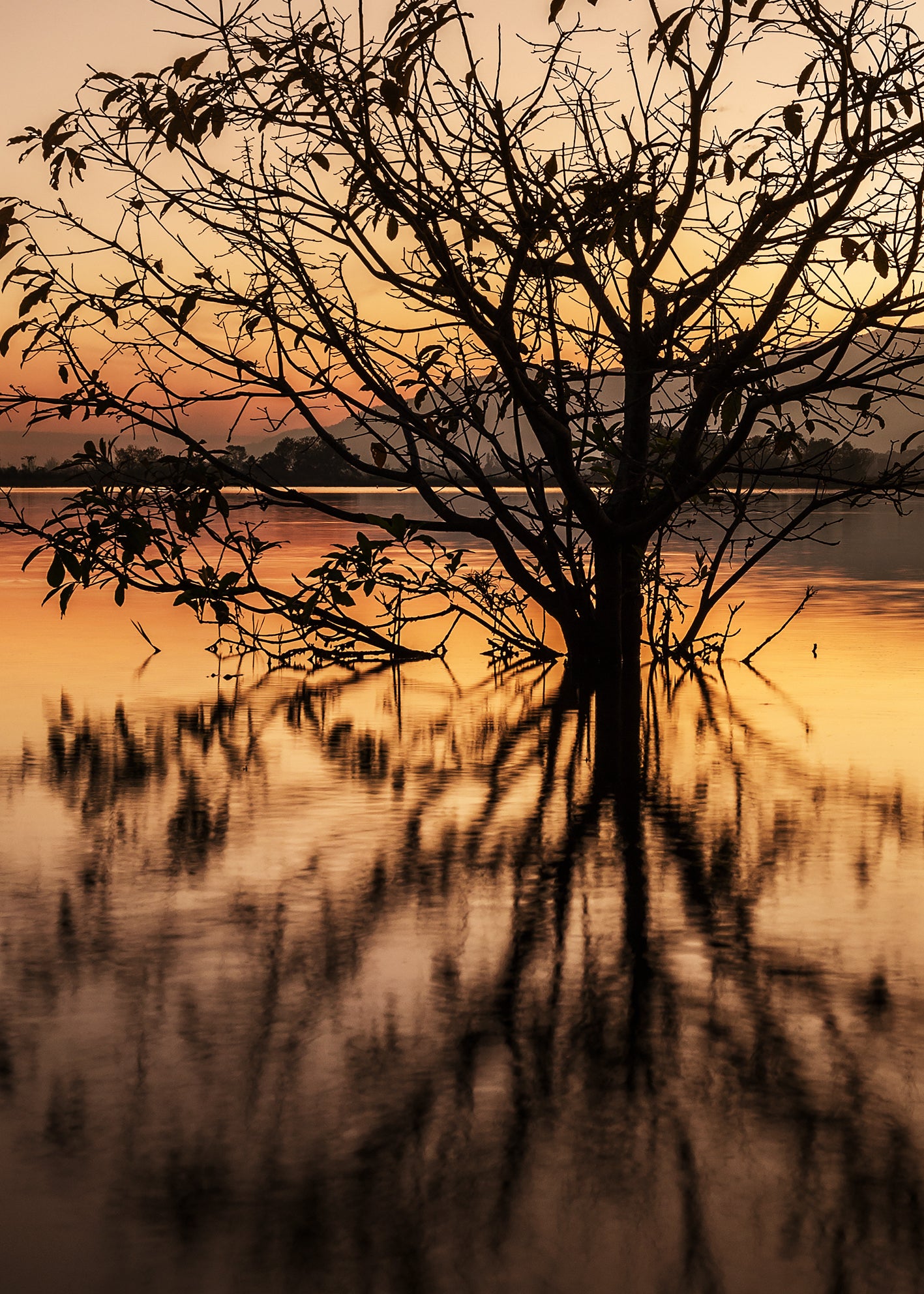 Canvastavla - Tree Reflection