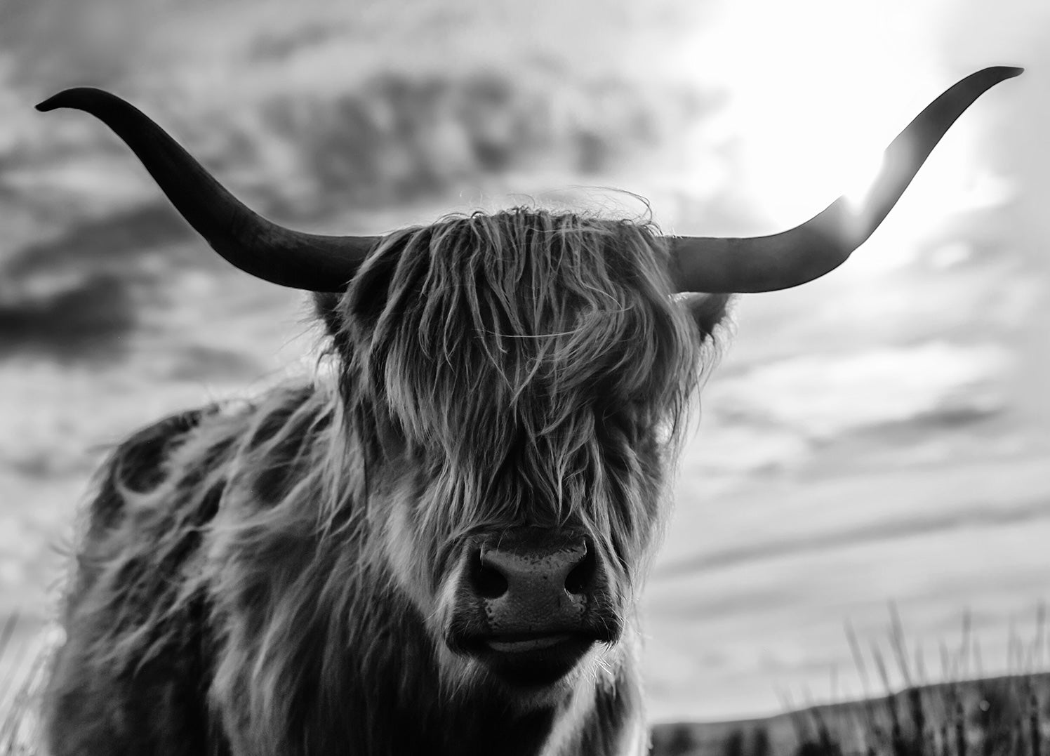 Canvastavla - Scottish Long