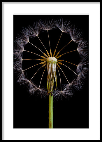 Poster - Aphaca