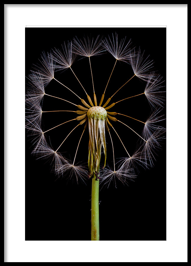 Poster - Aphaca