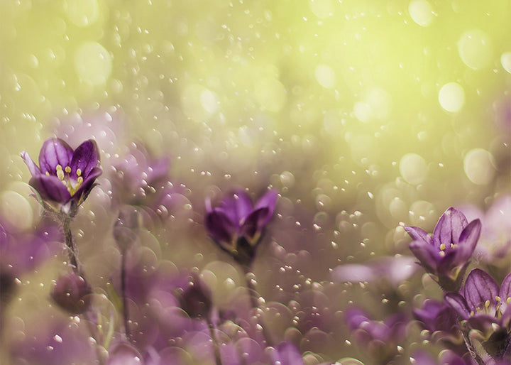 Tavla - Lovelly purple