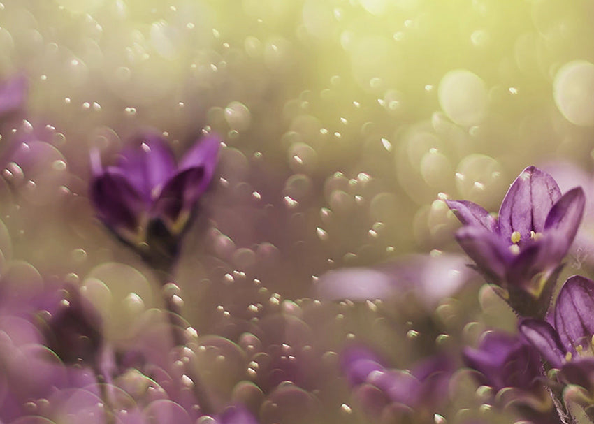 Tavla - Lovelly purple
