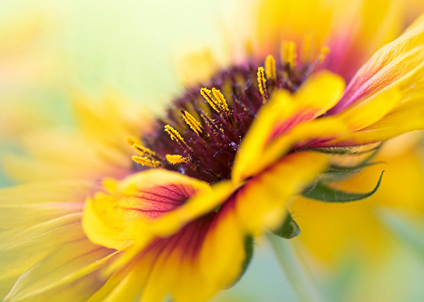 Tavla - Yellow blooms